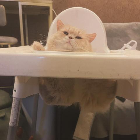 提供舒適堡招聘服務的專家ng yan