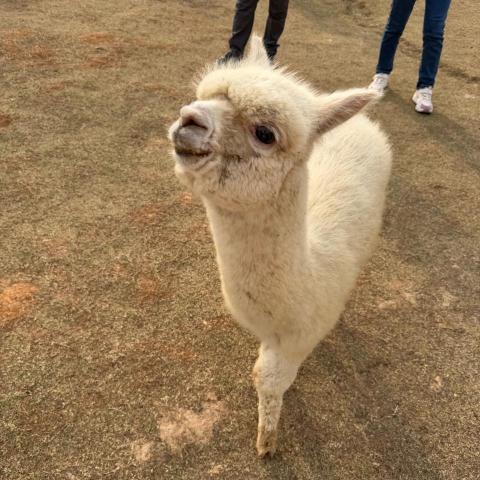 提供美甲店near me服務的專家Alan