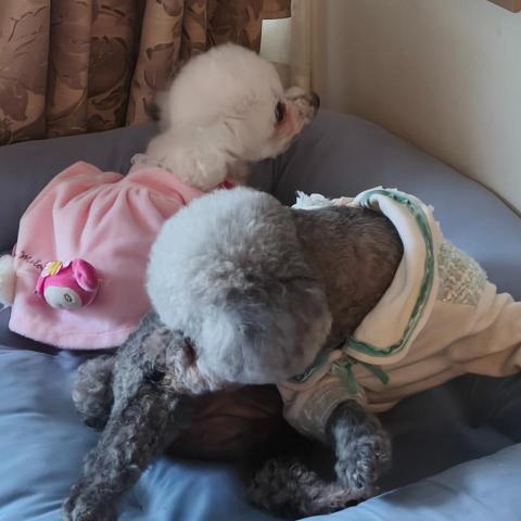 提供清理傢俬雜物服務的專家赵雅楠