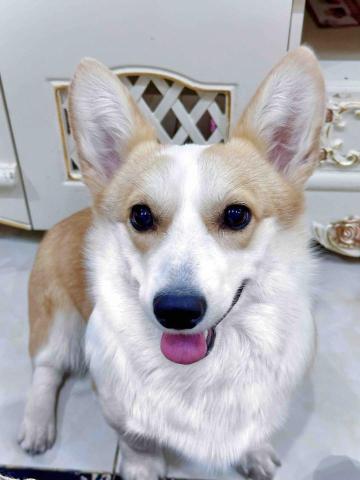 ICY小尾巴部落 - 