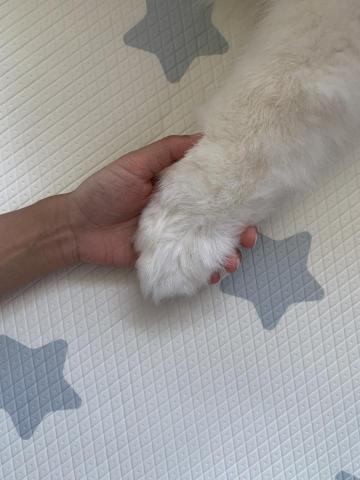 Ti Lee - 寵物開心??主人安心???