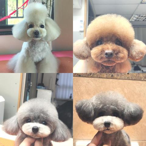 ChrisLo全港貓狗上門寵物美容 - 