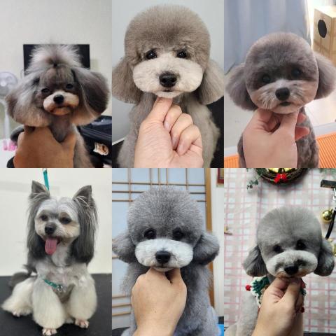 ChrisLo全港貓狗上門寵物美容 - 