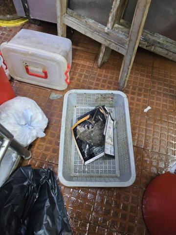 鼠害防治者コ彡 - 大到你