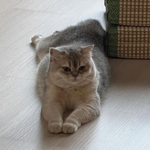 提供照顧服務的專家Kris kwan