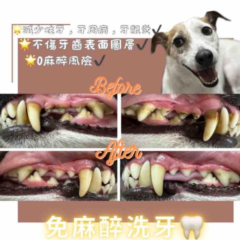 Love.pets_grooming - 免麻醉洗牙