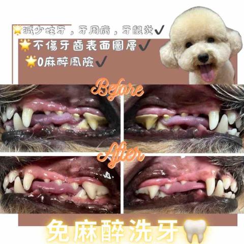 Love.pets_grooming - 免麻醉洗牙