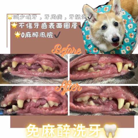 Love.pets_grooming - 免麻醉洗牙