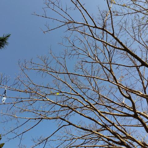 提供judo中文服務的專家Choiha Tse