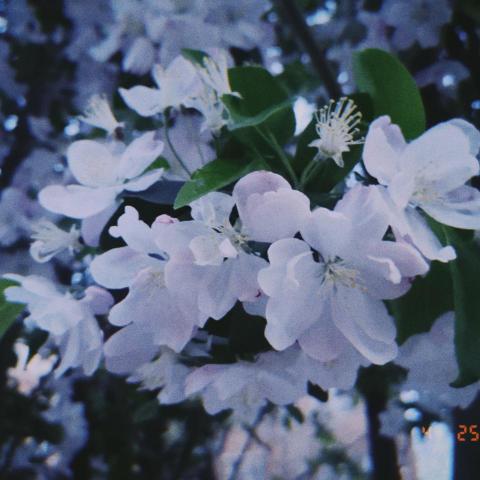 提供接送機服務的專家Memo