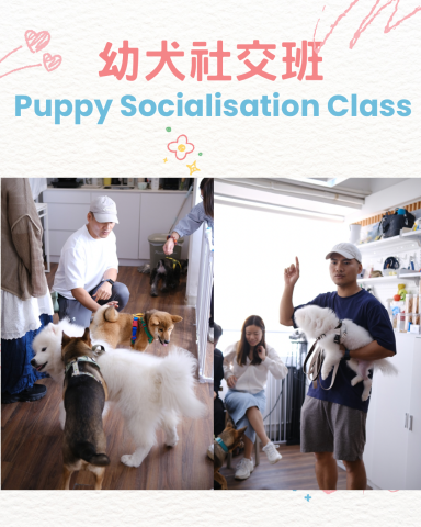 dannis lee - 狗狗社交禮儀及身體語言