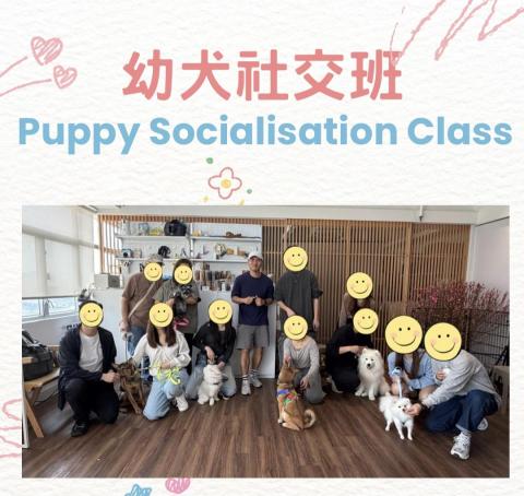 dannis lee - 幼犬社交班