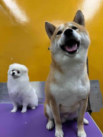 Jack&rsquo;sPetGroomingShop - 