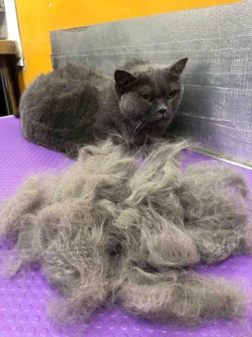 Jack&rsquo;sPetGroomingShop - 