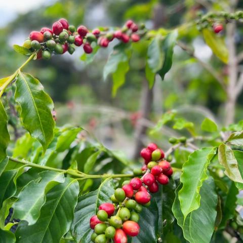 提供好蘋果教育中心長沙灣服務的專家kai yu Chan