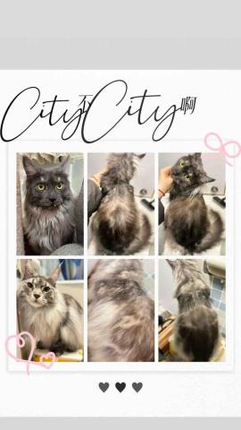 PetStory - 六指姐妹?&zwj;♀️去油精洗?