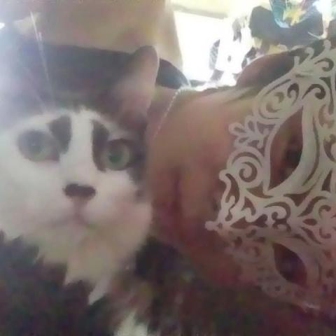 提供24小時拖車價錢服務的專家Meteor_seed