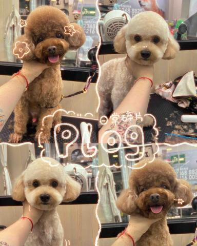 PetStory - 半手剪幼桶腳造型+解結貴婦腳