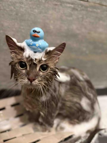 十年資深義工 半公益美容護理 - 