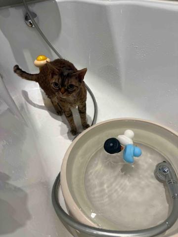 十年資深義工 半公益美容護理 - 