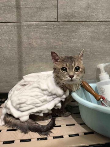 十年資深義工 半公益美容護理 - 