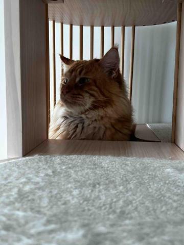 Joe （女） - 