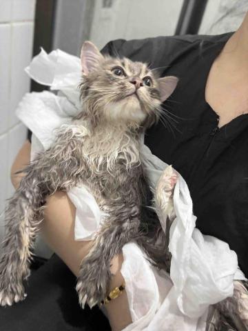 十年資深義工 半公益美容護理 - 