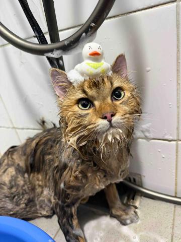 十年資深義工 半公益美容護理 - 