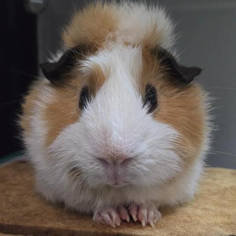 KL Chu