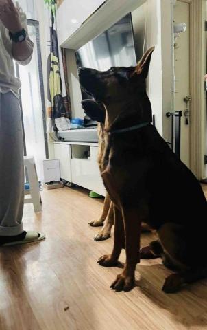 Pawsitive - specialize in Pet Boarding