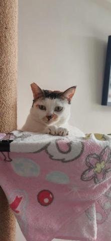DavidMeowSitter